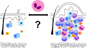 Schleicher Grafik