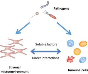 Schema Wirtz