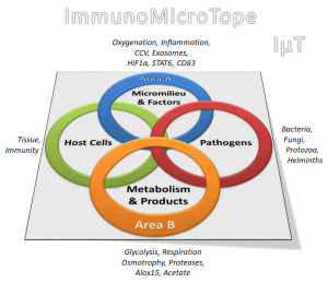 Ausführliches Immunomicrotope Logo